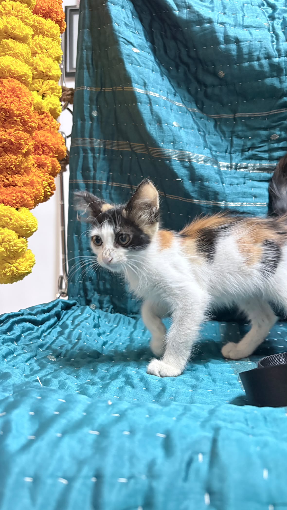 1 kitten (calico girl), looking for a home in Pune