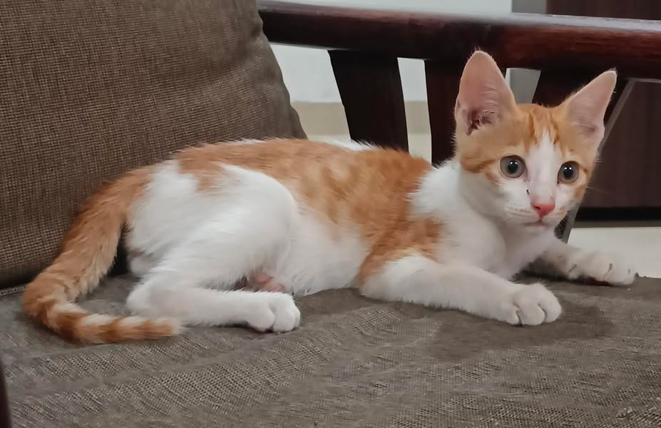 1 kitten, has been adopted