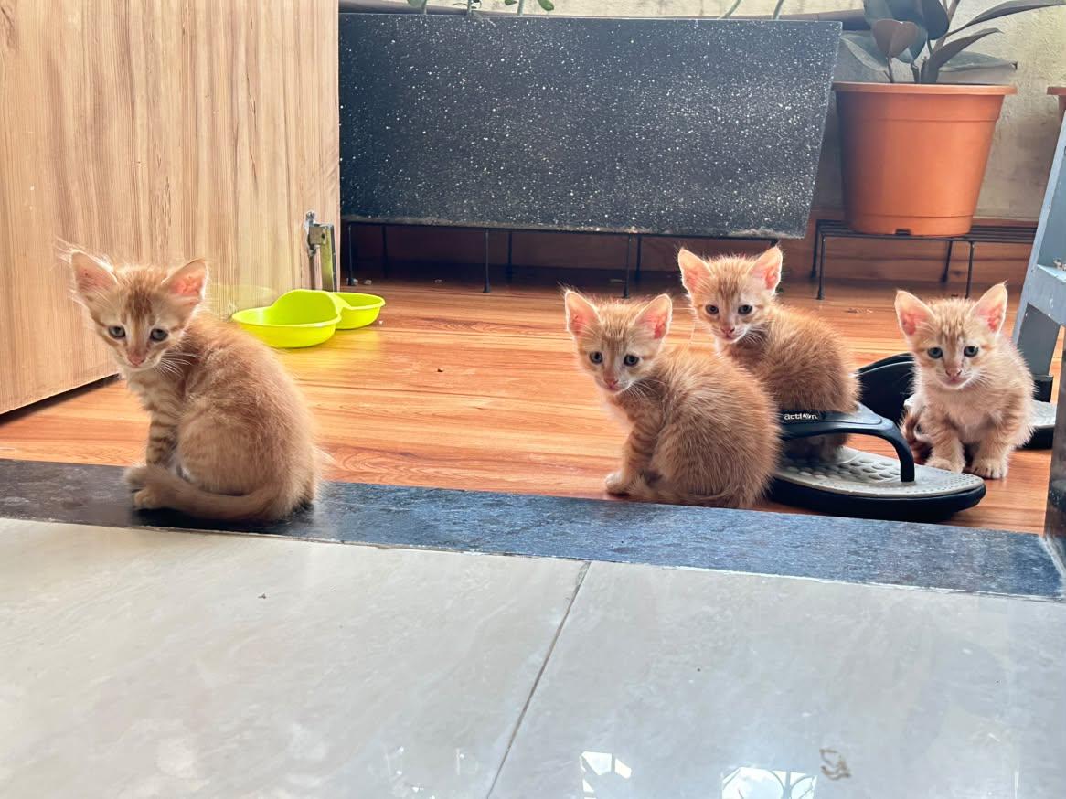 Ginger kittens (four in the photo), has been adopted