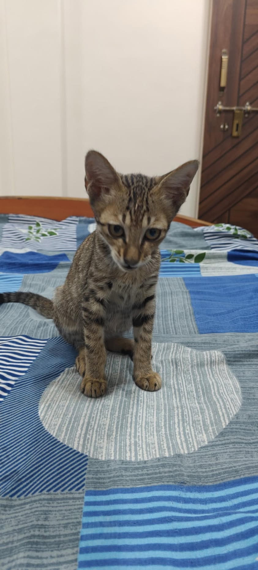 1 kitten, looking for a home in Pune