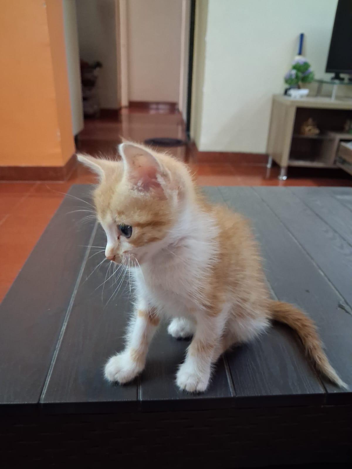 Ana — ginger kitten, female, about 1.5 months, looking for a home in Pune