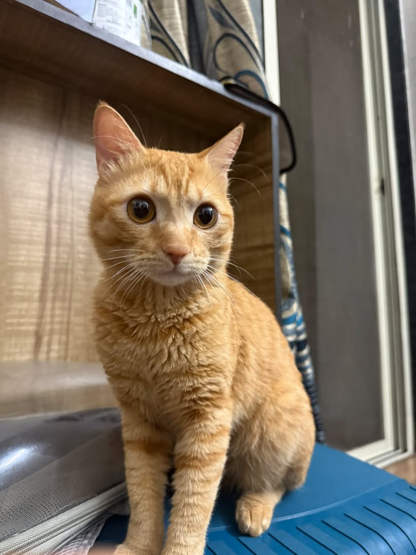 1 cat ("Ginger"), looking for a home in Pune