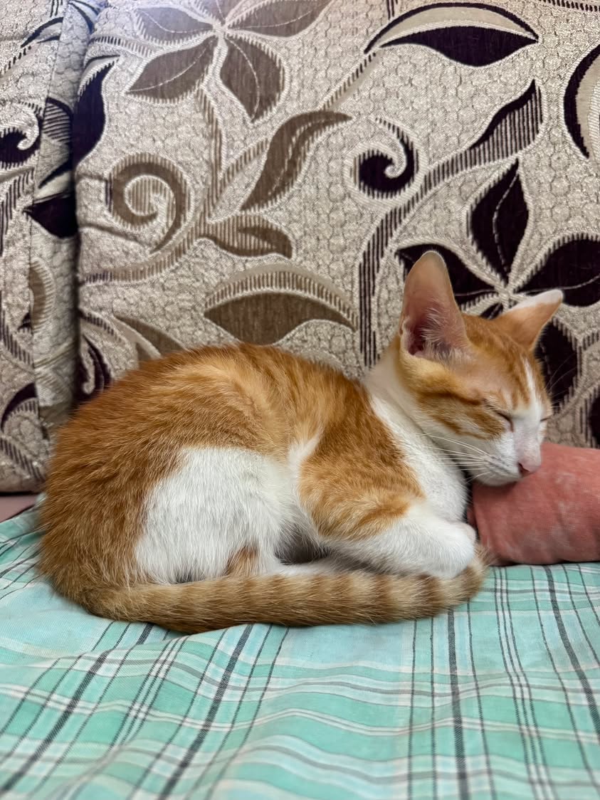 One kitten, looking for a home in Pune