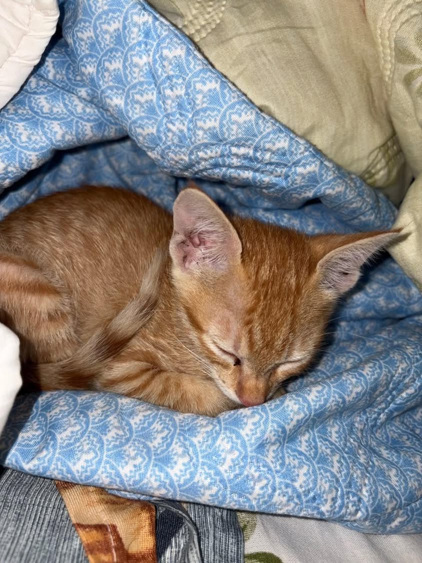 One kitten, looking for a home in Pune