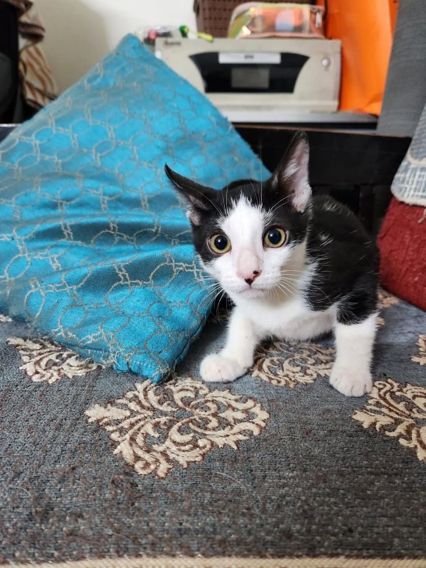 2 kittens ("Oreo" & "Cookie"), looking for a home in Pune