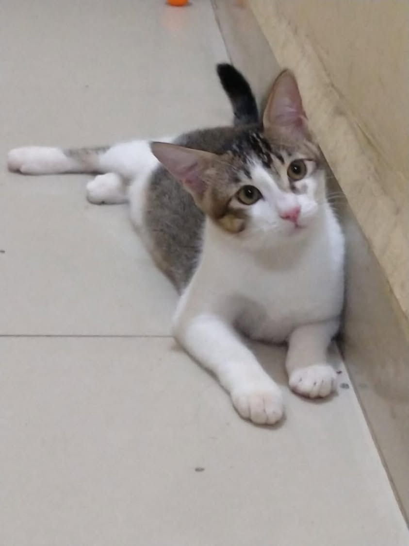 2 kittens ("Roshni" & "Pearl"), looking for a home in Pune