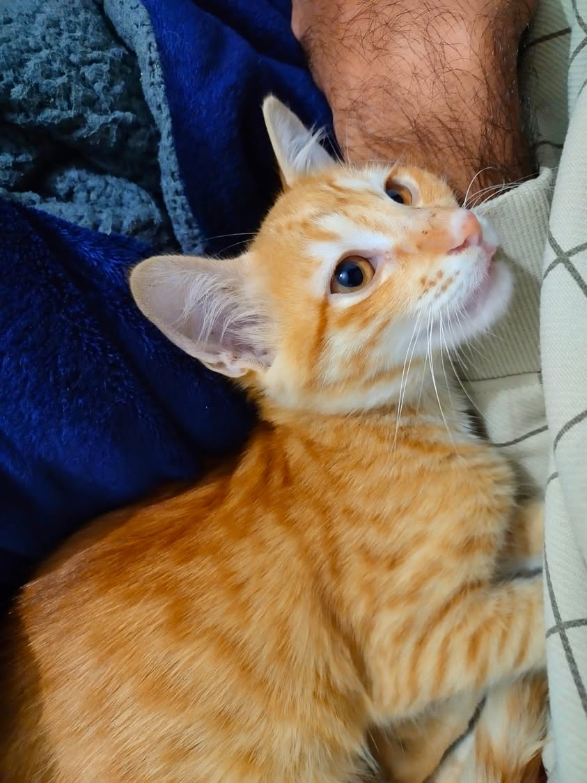 One kitten, “Ginger”, looking for a home in Pune