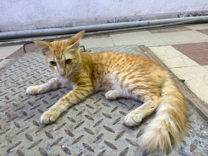 1 kitten (orange boy), looking for a home in Pune
