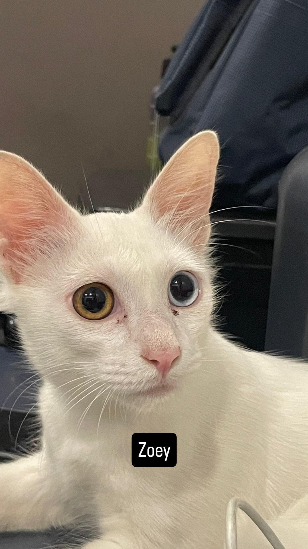 3 cats, 8 months ('Zack', 'Zoey', 'Zizu'), looking for a home in Pune