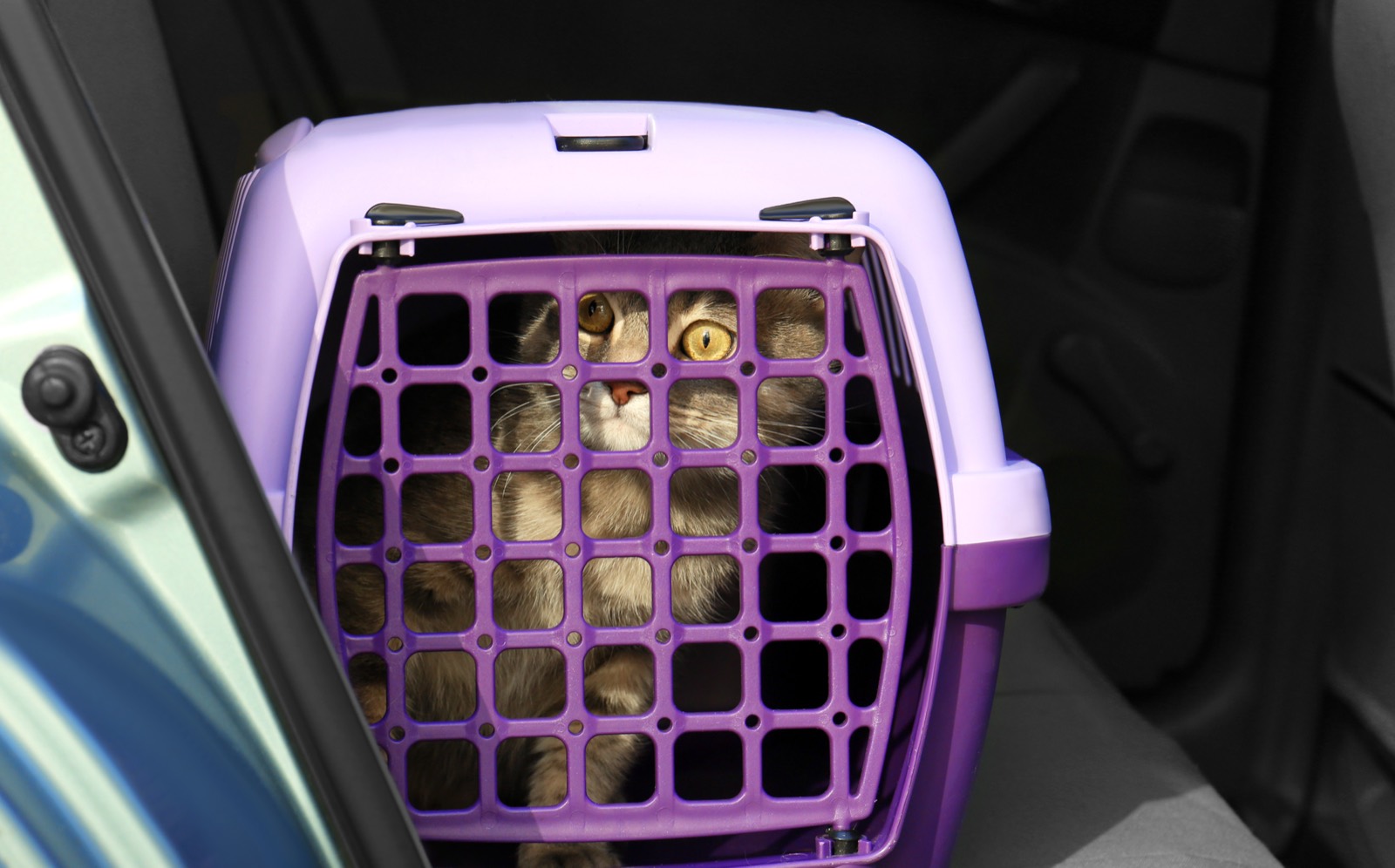 A cat inside a hard plastic two-door carrier on the back seat of a car