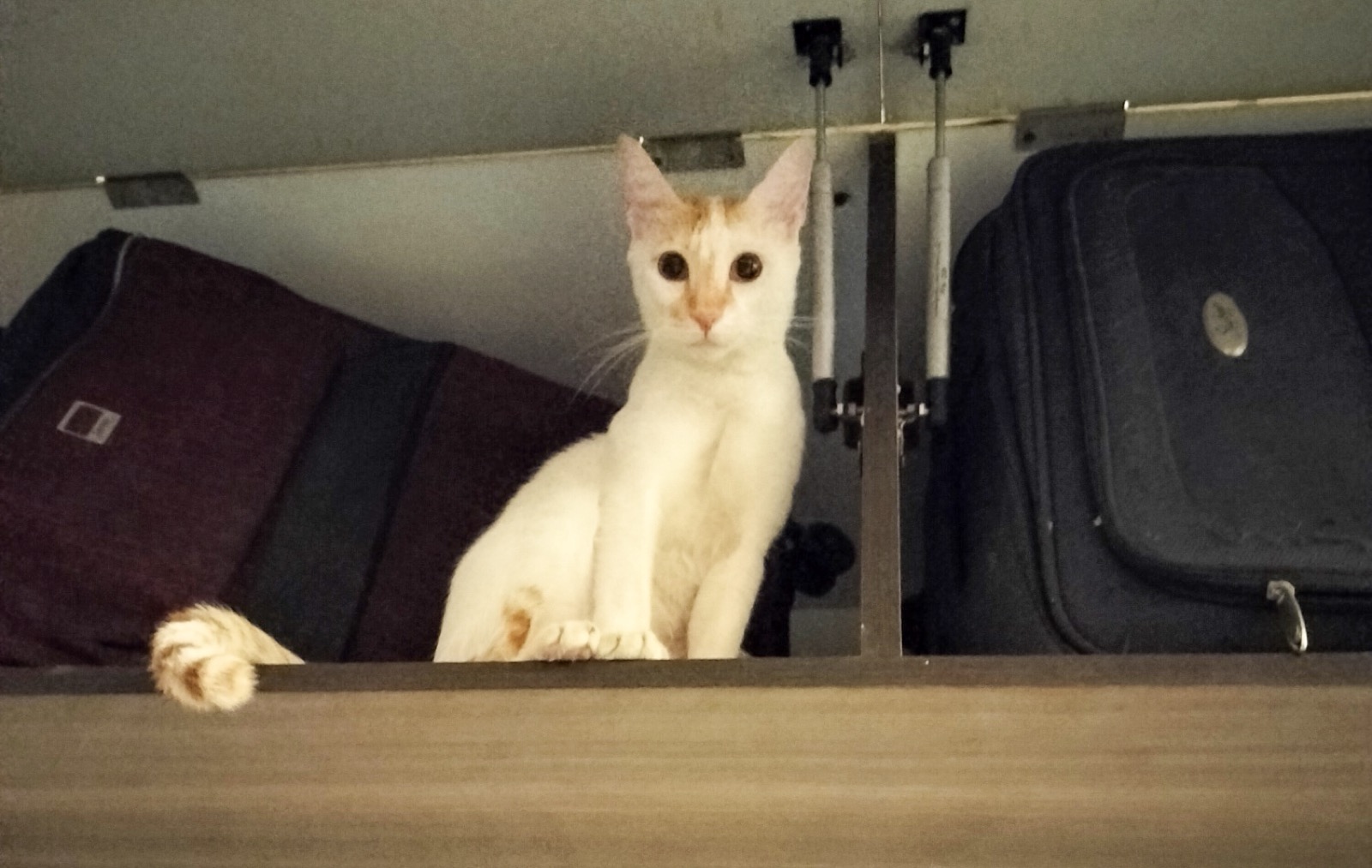 One of mine on day one, in the loft above the wardrobe