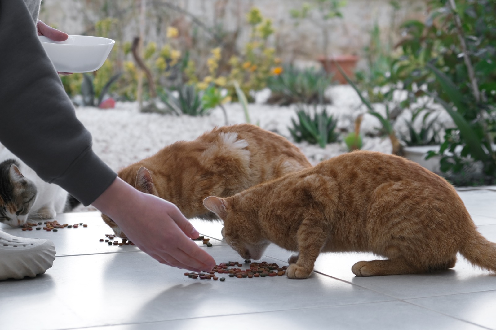 A hand feeding kibble to street cats outdoors