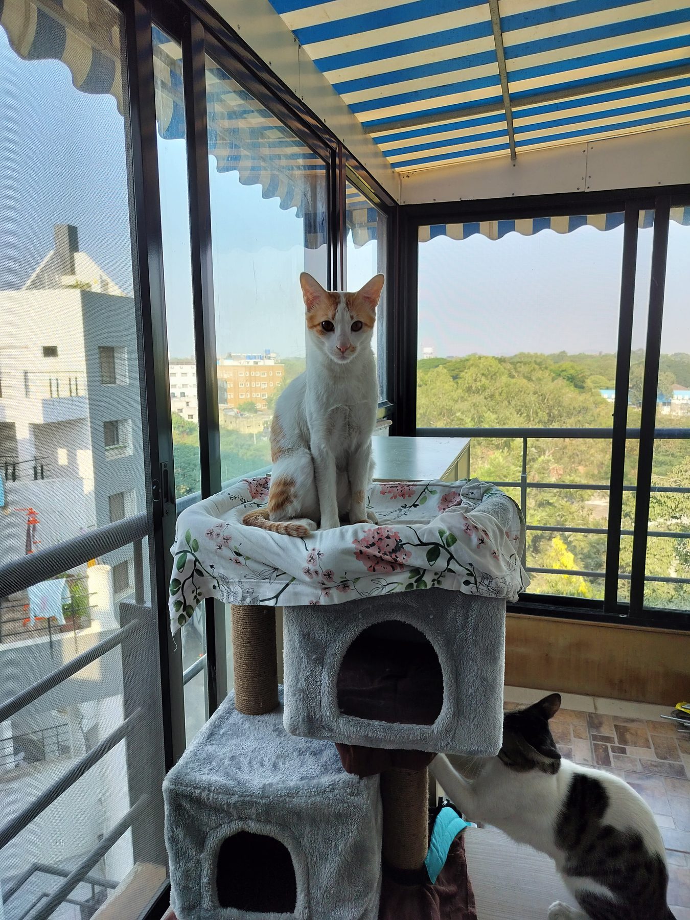 One of mine on the cat tree, on a netted balcony