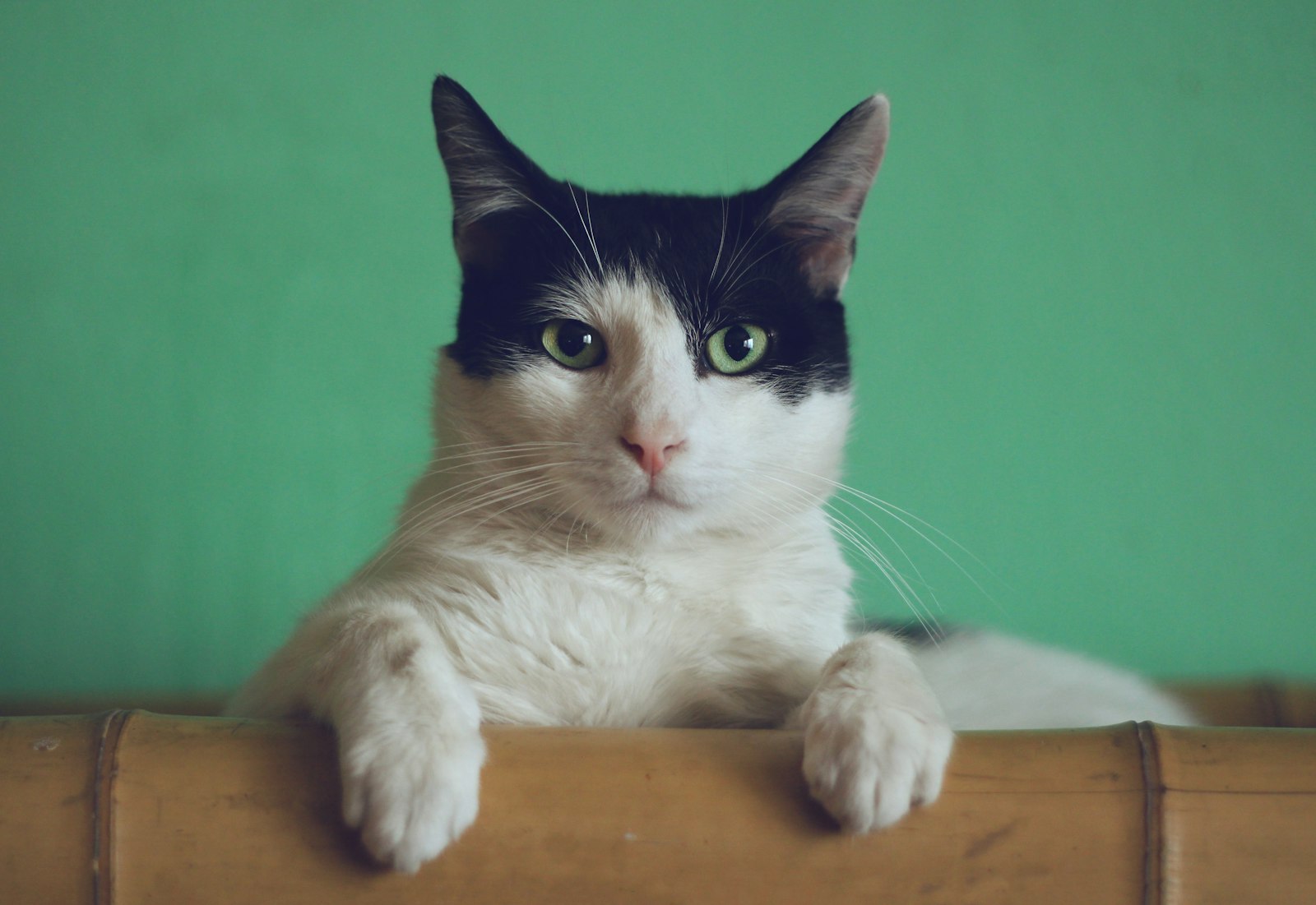 Indie cat looking at the camera