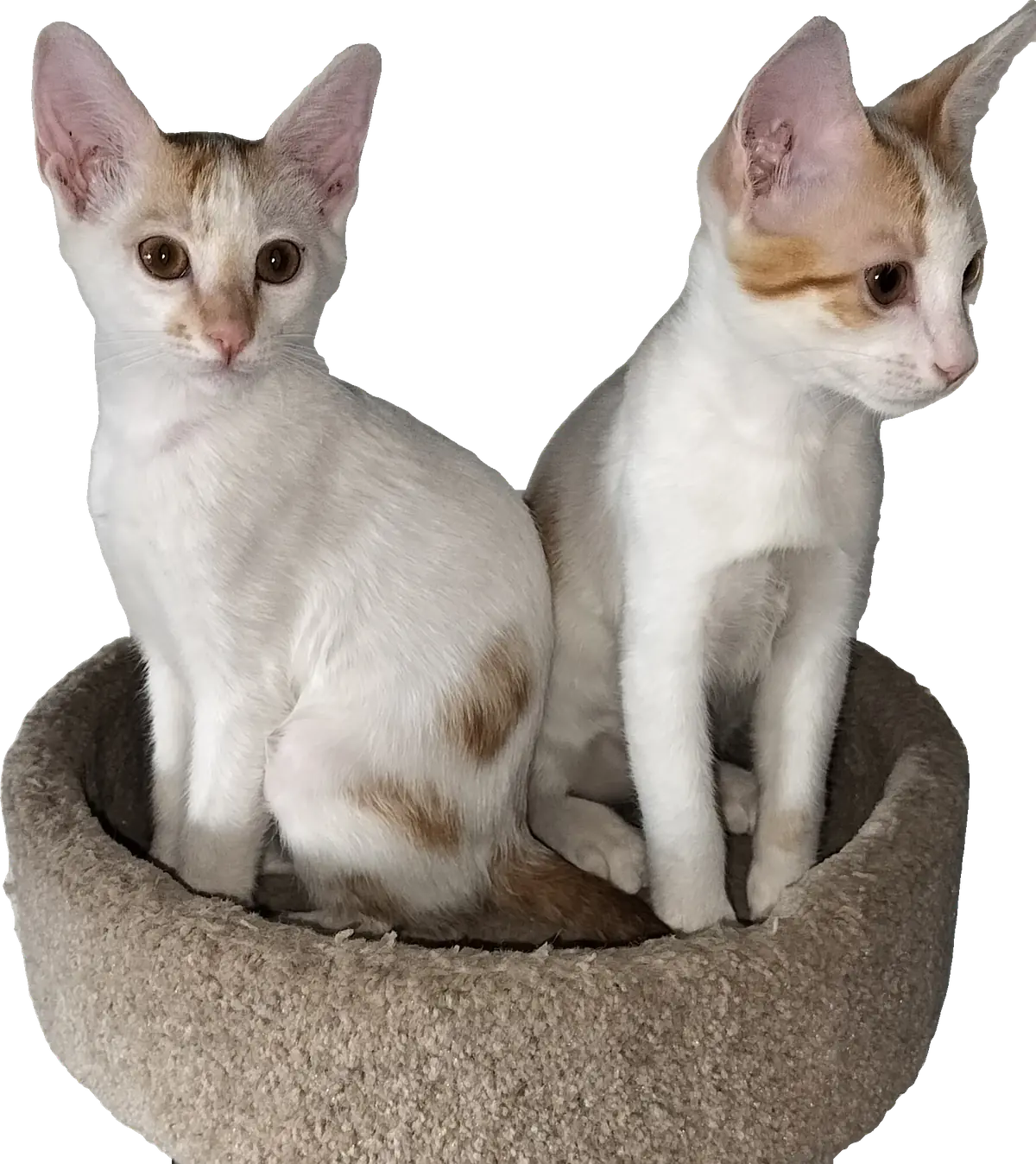 Two cream-point indie kittens sitting together in the bowl of a cat tree, one looking straight at you