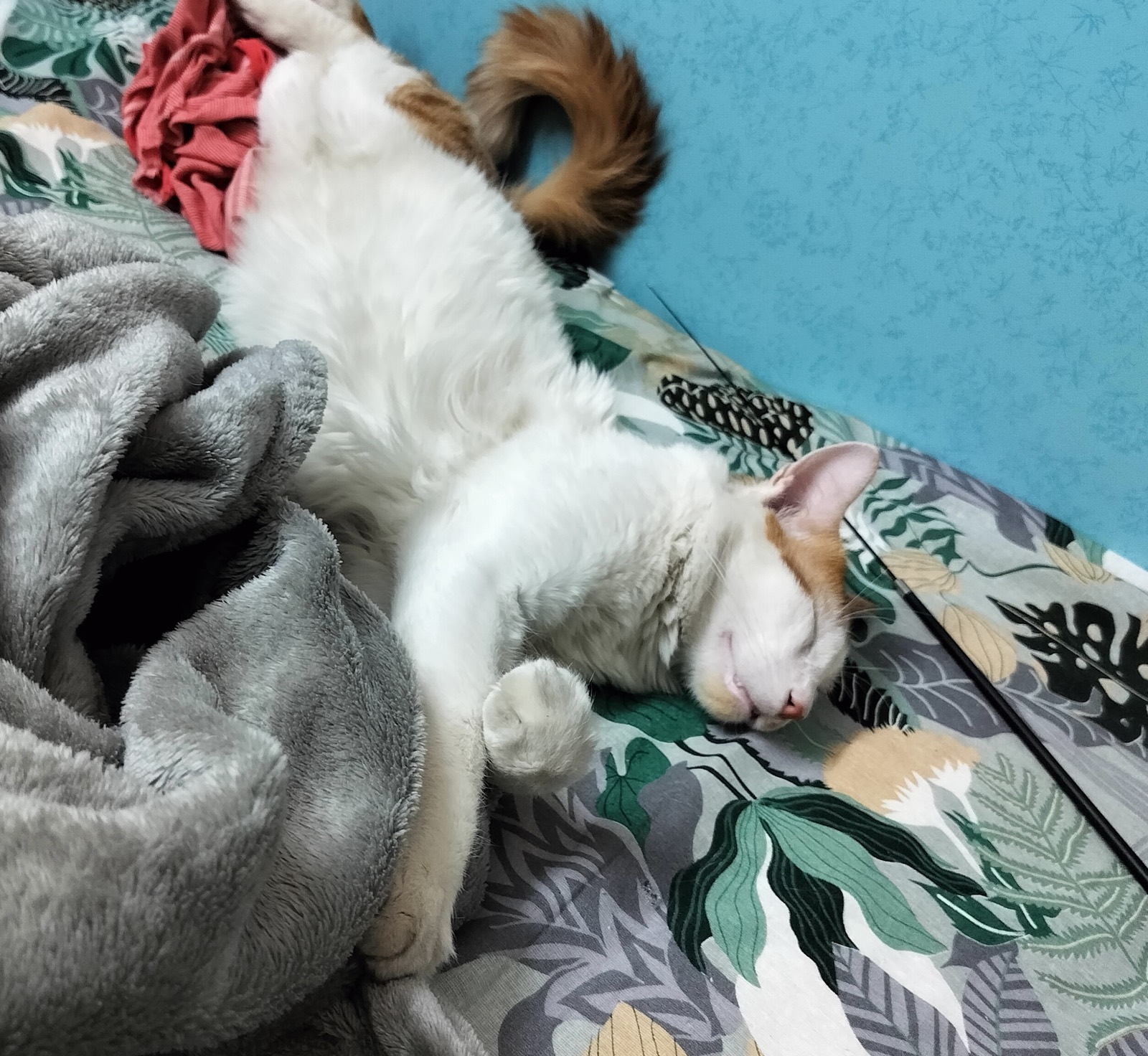 One of mine, fast asleep on the bed