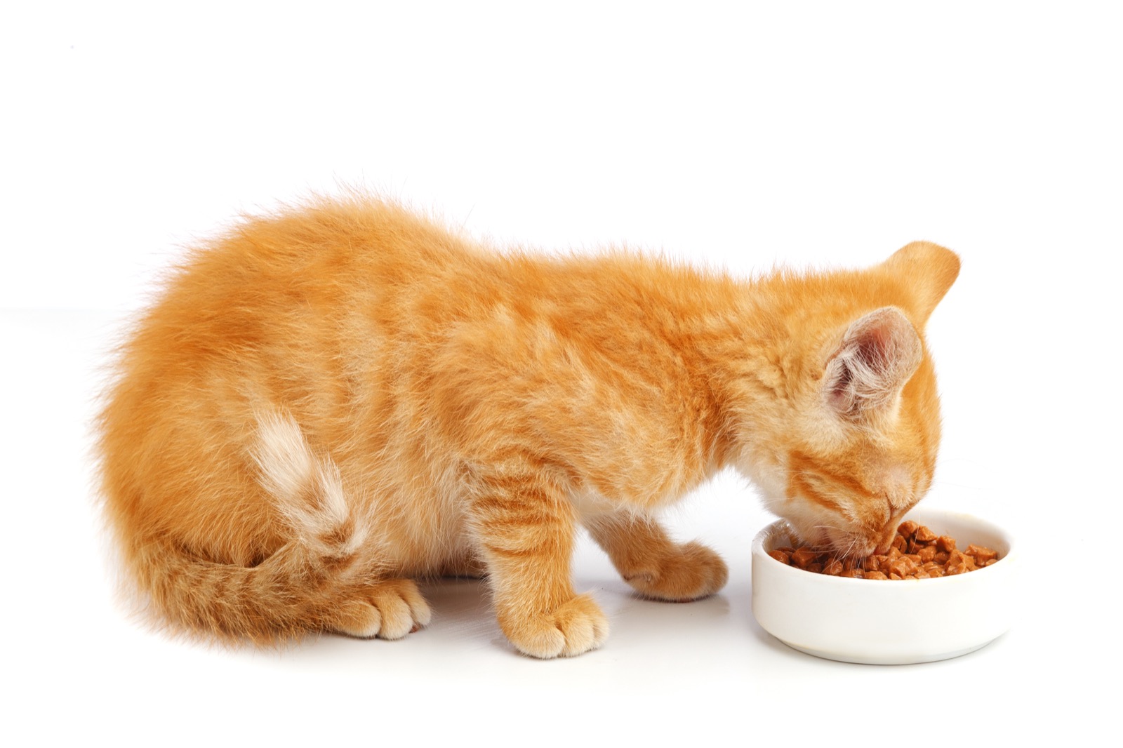 A kitten eating wet food from a bowl