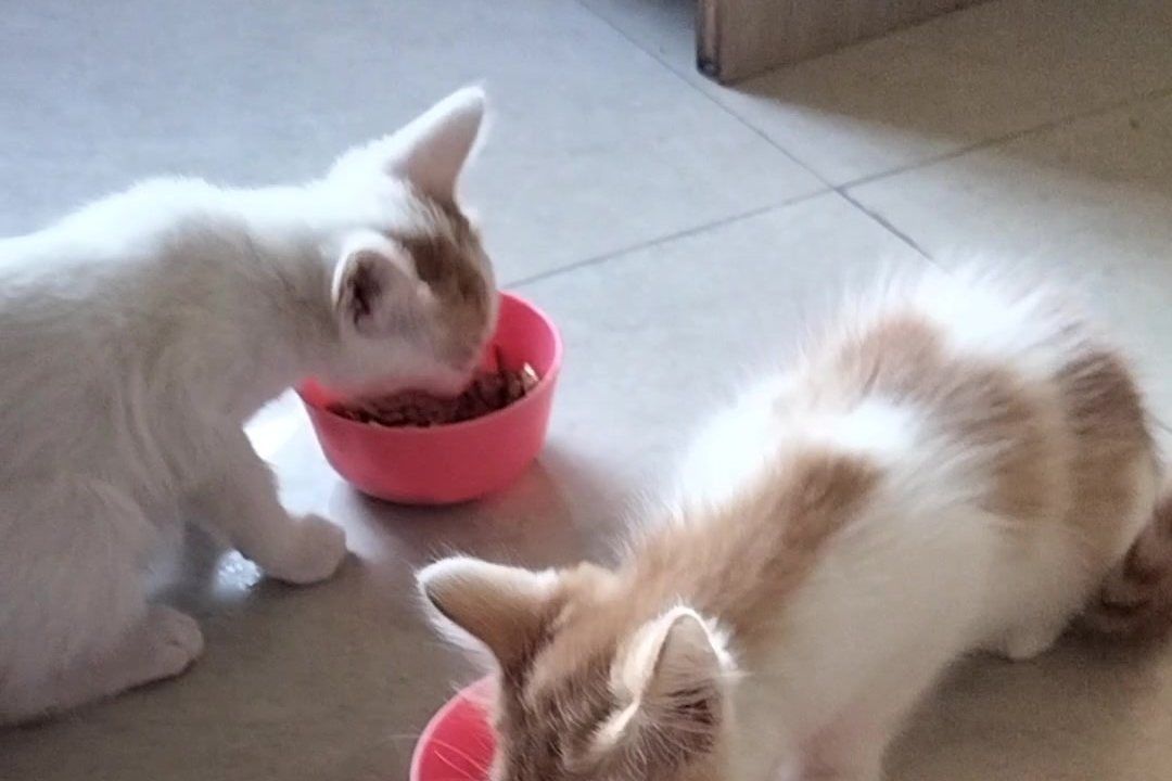 Two white and ginger kittens eating from red bowls on a tiled floor