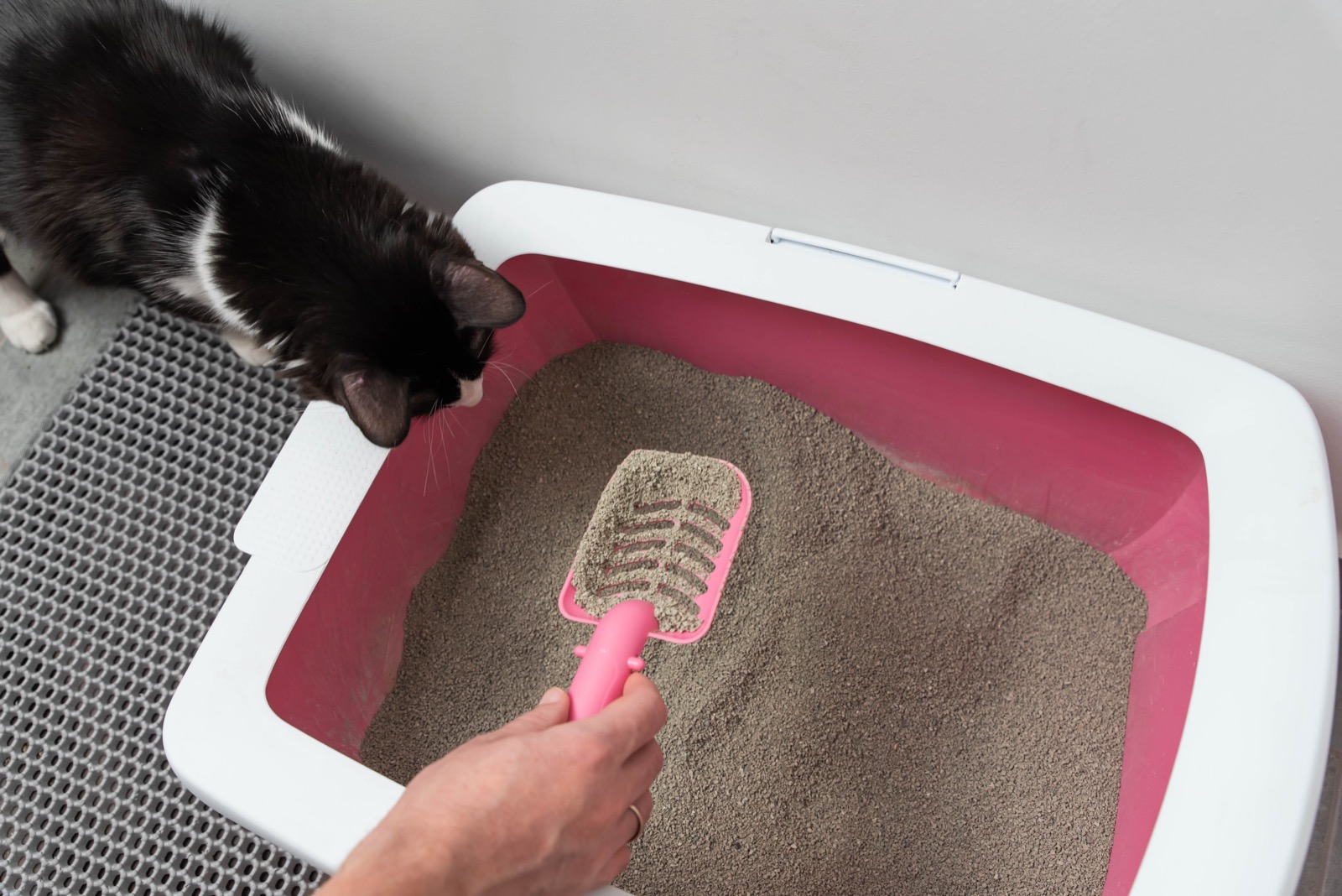 A hand scooping a litter box, a cat watching nearby