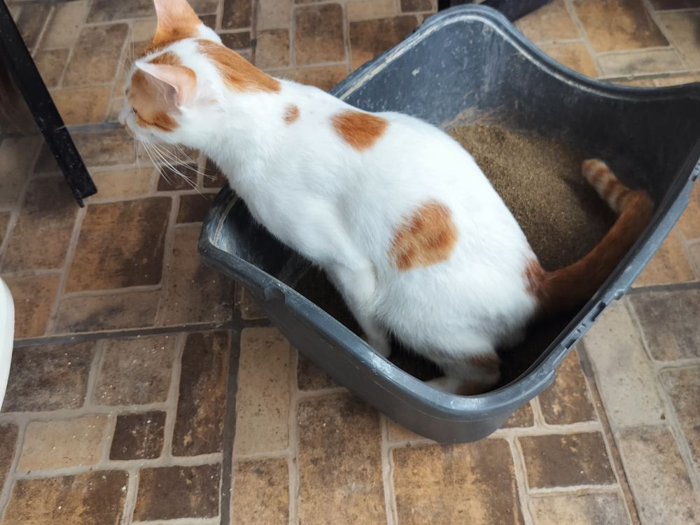 Eevee, a white cat with ginger patches, crouched in a grey litter box on a tiled floor