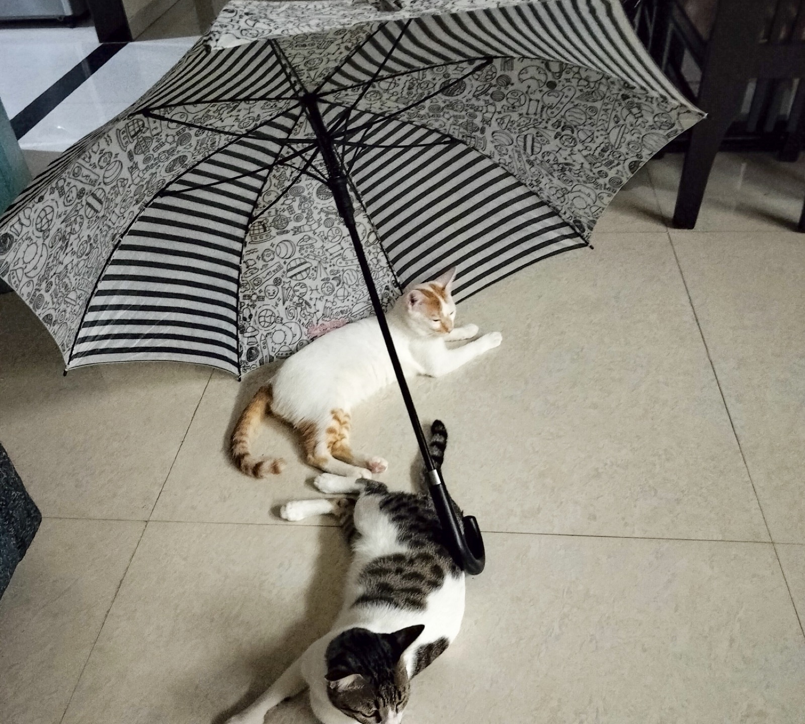Two indie cats lying on a tiled floor under an open umbrella left to dry indoors