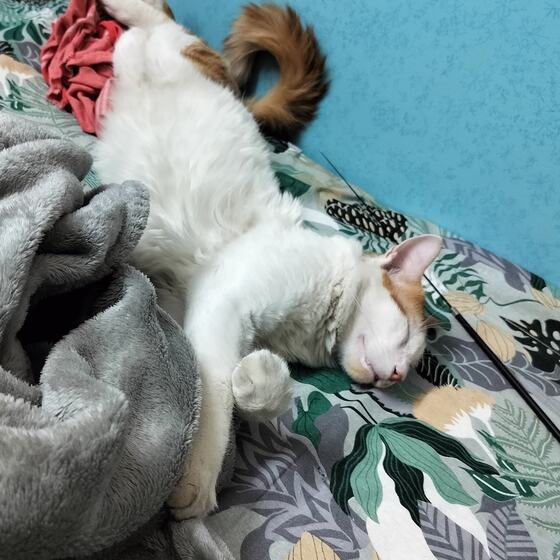 A white and ginger indie cat asleep on its back on a bed